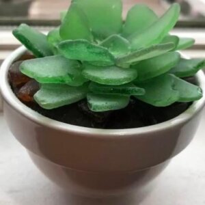 Class: Coastal Glass Plant & Pot